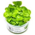 Tropica Lobelia cardinalis 'Mini' 1-2-Grow Tissue Culture for planted aquarium