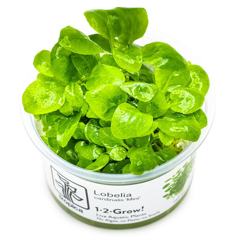 Tropica Lobelia cardinalis 'Mini' 1-2-Grow Tissue Culture for planted aquarium