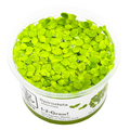 Tropica Spirodela polyrrhiza 1-2-Grow Tissue Culture for planted aquarium