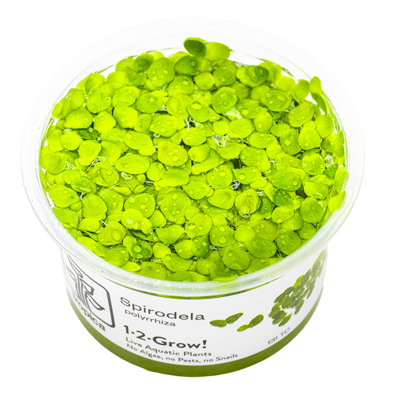 Tropica Spirodela polyrrhiza 1-2-Grow Tissue Culture for planted aquarium