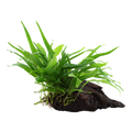 Tropica Microsorum pteropus 'Narrow' Aquarium Plant on Wood for planted aquarium