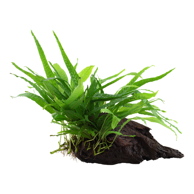 Tropica Microsorum pteropus 'Narrow' Aquarium Plant on Wood for planted aquarium