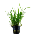 Tropica Microsorum pteropus 'Trident' Potted Aquarium Plant for planted aquarium