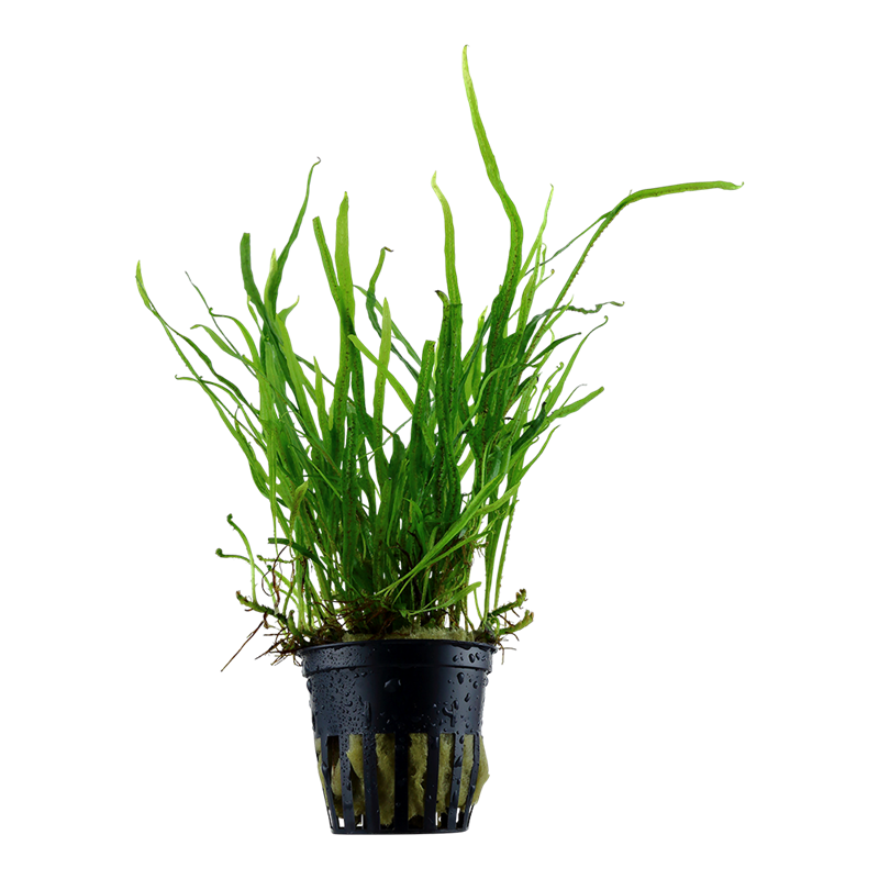 Tropica Microsorum pteropus 'Trident' Potted Aquarium Plant for planted aquarium