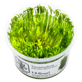 Tropica Taxiphyllum alternans 'Taiwan Moss' 1-2-Grow Tissue Culture for planted aquarium