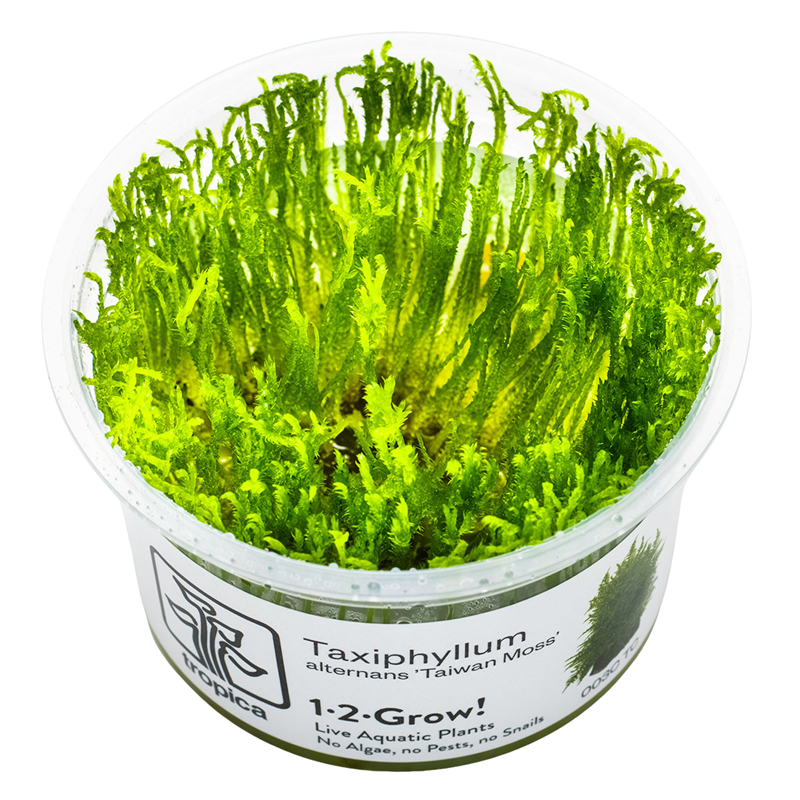 Tropica Taxiphyllum alternans 'Taiwan Moss' 1-2-Grow Tissue Culture for planted aquarium