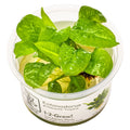 Tropica Echinodorus grisebachii 'Tropica' 1-2-Grow Tissue Culture for planted aquarium