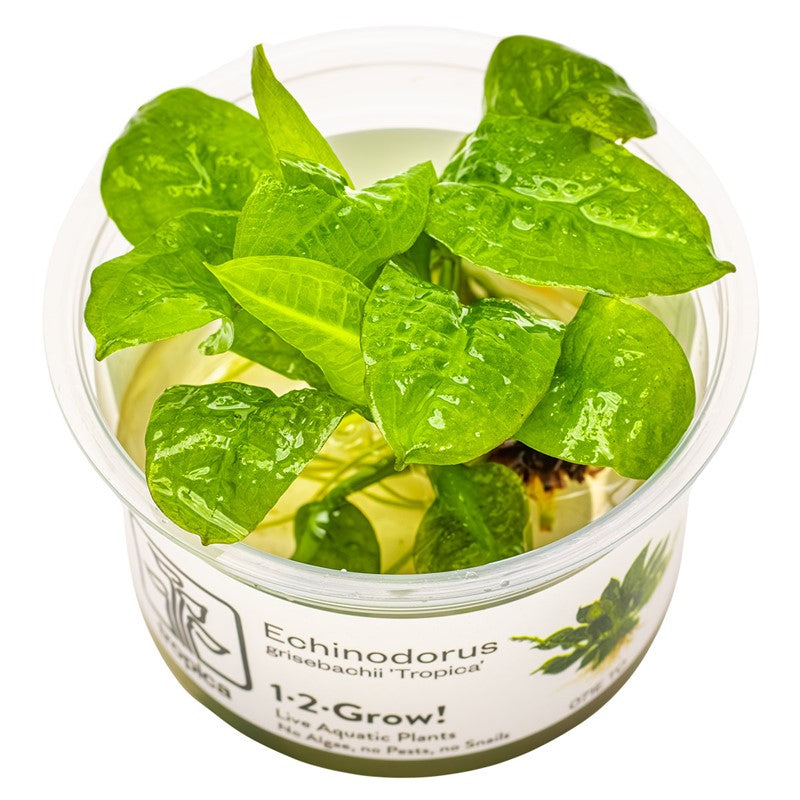 Tropica Echinodorus grisebachii 'Tropica' 1-2-Grow Tissue Culture for planted aquarium