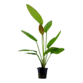 Tropica Echinodorus 'Rosé' Potted Aquarium Plant for planted aquarium