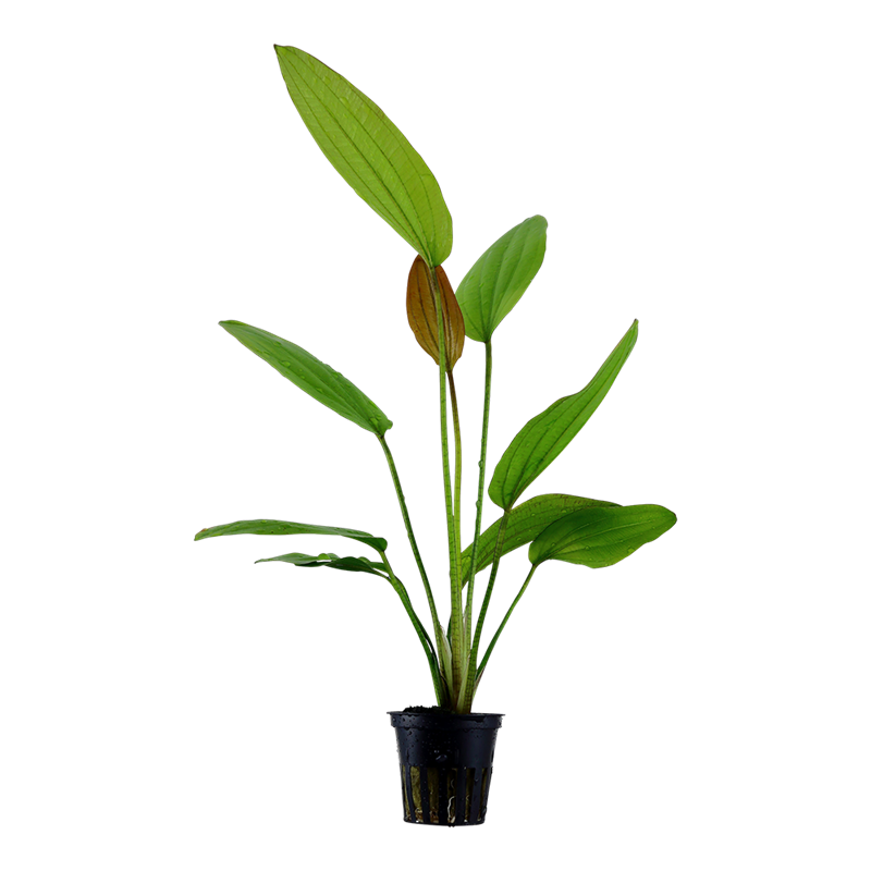 Tropica Echinodorus 'Rosé' Potted Aquarium Plant for planted aquarium