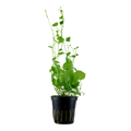 Tropica Cardamine lyrata Potted Aquarium Plant for planted aquarium