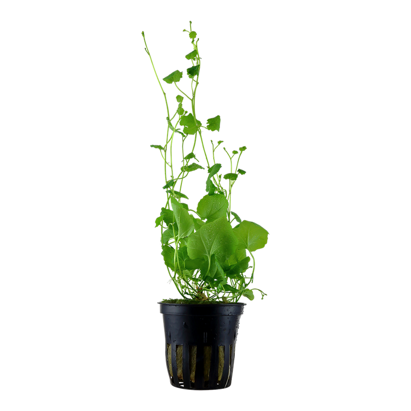 Tropica Cardamine lyrata Potted Aquarium Plant for planted aquarium