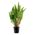Tropica Cryptocoryne undulata 'Broad Leaf' Potted Aquarium Plant for planted aquarium