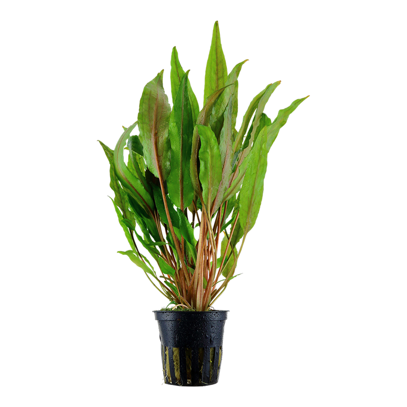 Tropica Cryptocoryne undulata 'Broad Leaf' Potted Aquarium Plant for planted aquarium