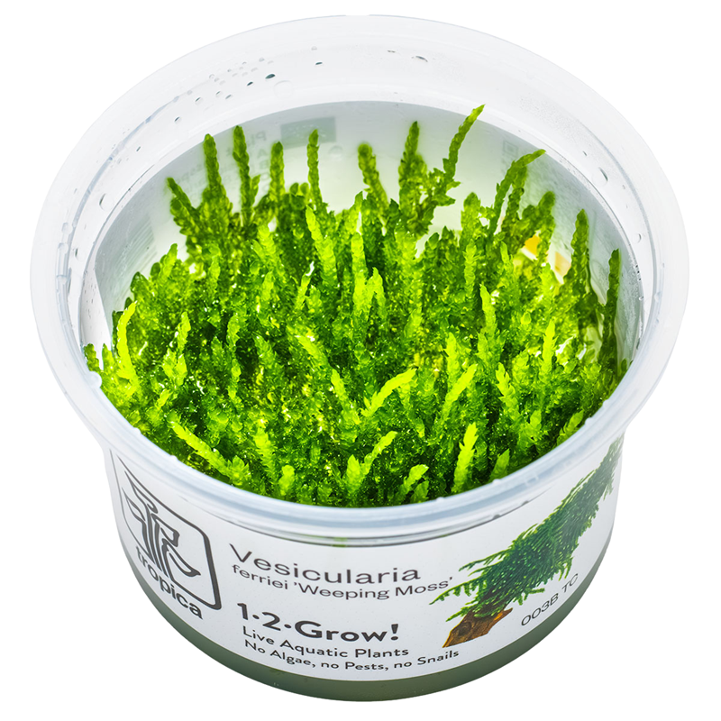 Tropica Vesicularia ferriei 'Weeping Moss' 1-2-Grow Tissue Culture for planted aquarium