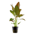 Tropica Echinodorus 'Ozelot' Potted Aquarium Plant for planted aquarium