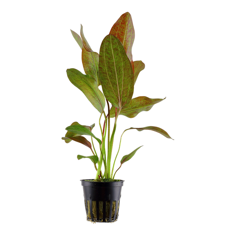 Tropica Echinodorus 'Ozelot' Potted Aquarium Plant for planted aquarium