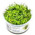 Tropica Lilaeopsis brasiliensis 1-2-Grow Tissue Culture for planted aquarium