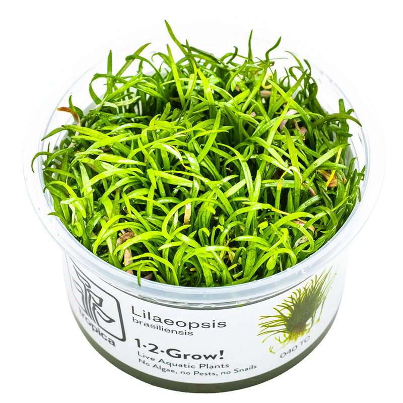 Tropica Lilaeopsis brasiliensis 1-2-Grow Tissue Culture for planted aquarium