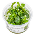 Tropica Bucephalandra pygmaea 'Bukit Kelam' 1-2-Grow Tissue Culture for planted aquarium
