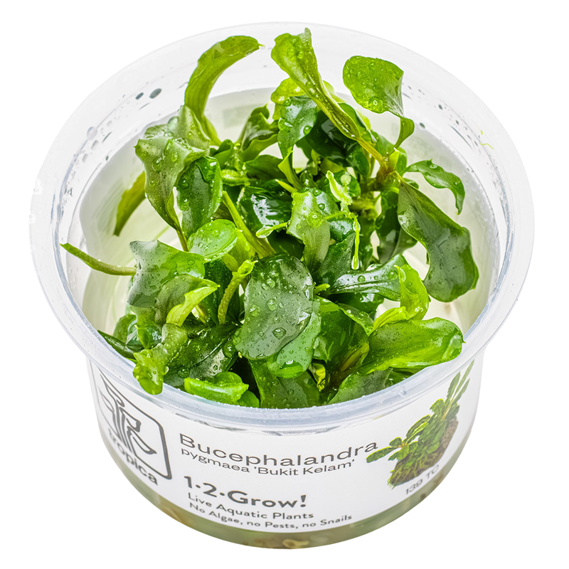 Tropica Bucephalandra pygmaea 'Bukit Kelam' 1-2-Grow Tissue Culture for planted aquarium