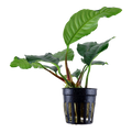 Tropica Anubias barteri var. 'Coffeifolia' Potted Aquarium Plant for planted aquarium