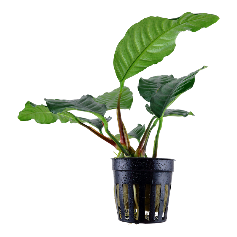 Tropica Anubias barteri var. 'Coffeifolia' Potted Aquarium Plant for planted aquarium