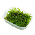 Tropica Vesicularia montagnei 'Christmas Moss' Aquarium Moss Portion for planted aquarium