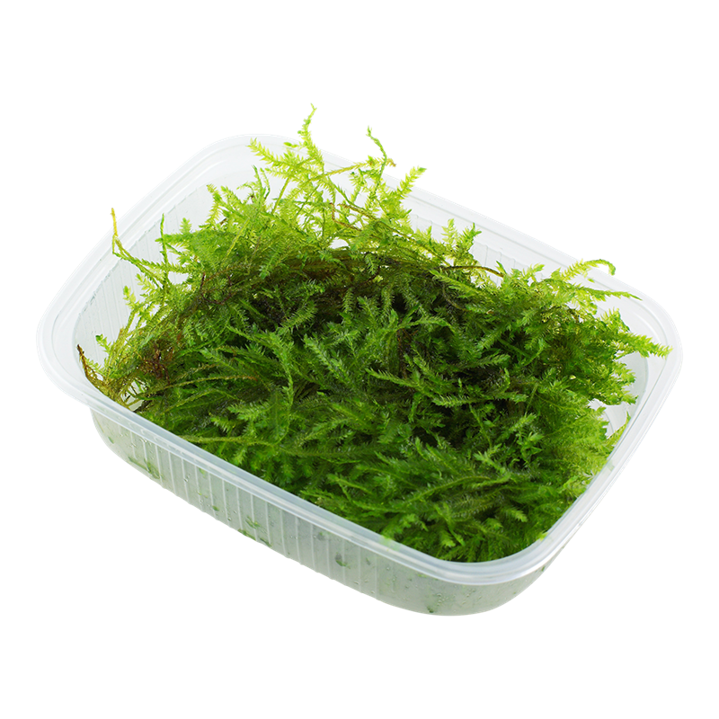 Tropica Vesicularia montagnei 'Christmas Moss' Aquarium Moss Portion for planted aquarium