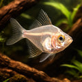  — tropical fish for sale UK — AI hero driftwood view