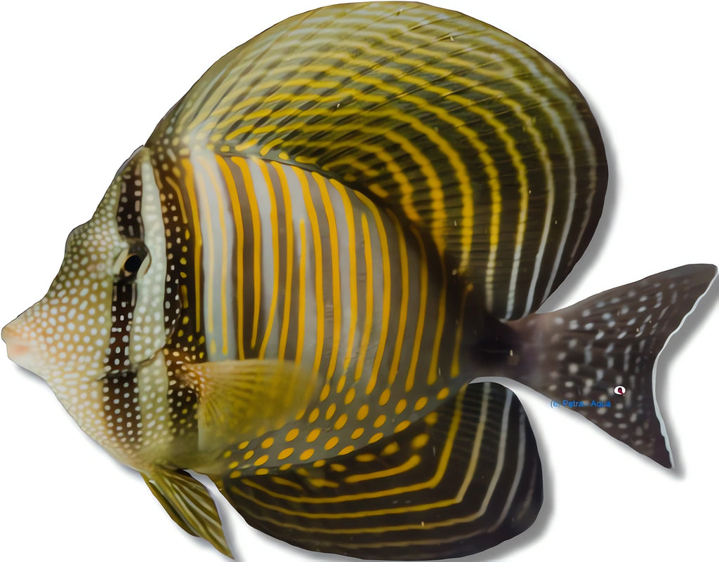 Indian Sail-fin Surgeonfish M — tropical fish for sale UK