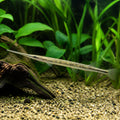 Indostomus paradoxus MINI NEEDLE — tropical fish for sale UK — AI natural aquarium view