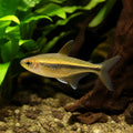 Inpaichthtys kerri gold — tropical fish for sale UK — AI natural aquarium view