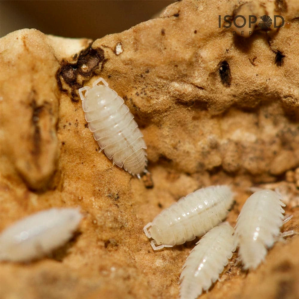 isopods UK — Vivarium Animal Food for sale UK