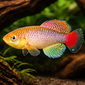 Jubb's Nothobranch, — tropical fish for sale UK — AI hero driftwood view