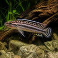 Julidochromis regani Zambia — tropical fish for sale UK — AI natural aquarium view