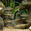 Julie Mixed (Julidochromis mixed) 3.5-4.5 cm — AI natural aquarium view