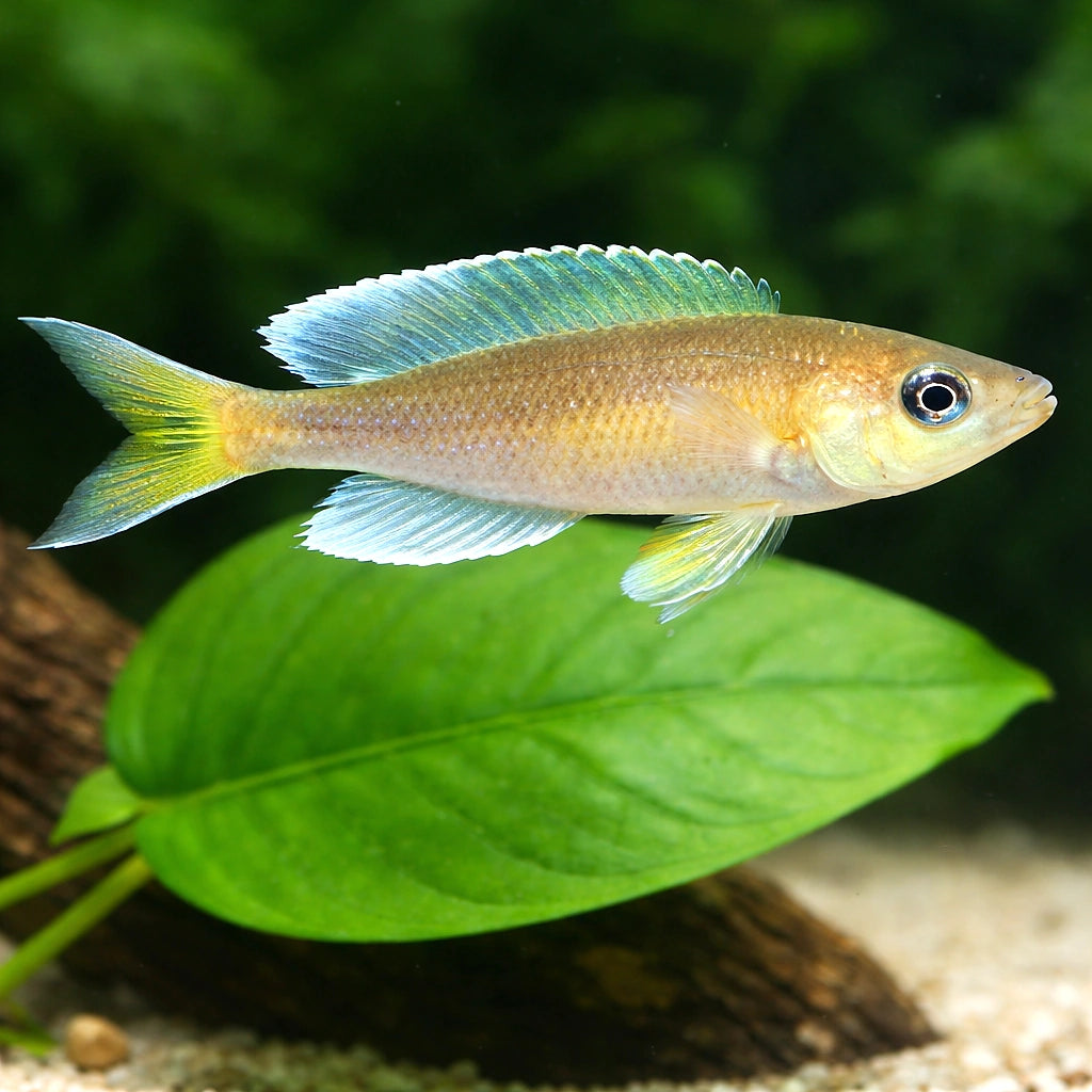  — tropical fish for sale UK — AI scale plant view