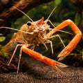 Kaira River Prawn — tropical fish for sale UK — AI hero driftwood view
