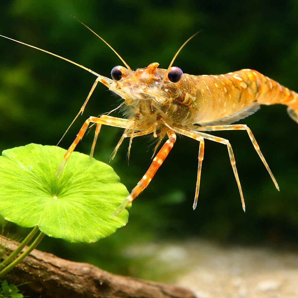 Kaira River Prawn — tropical fish for sale UK — AI scale plant view