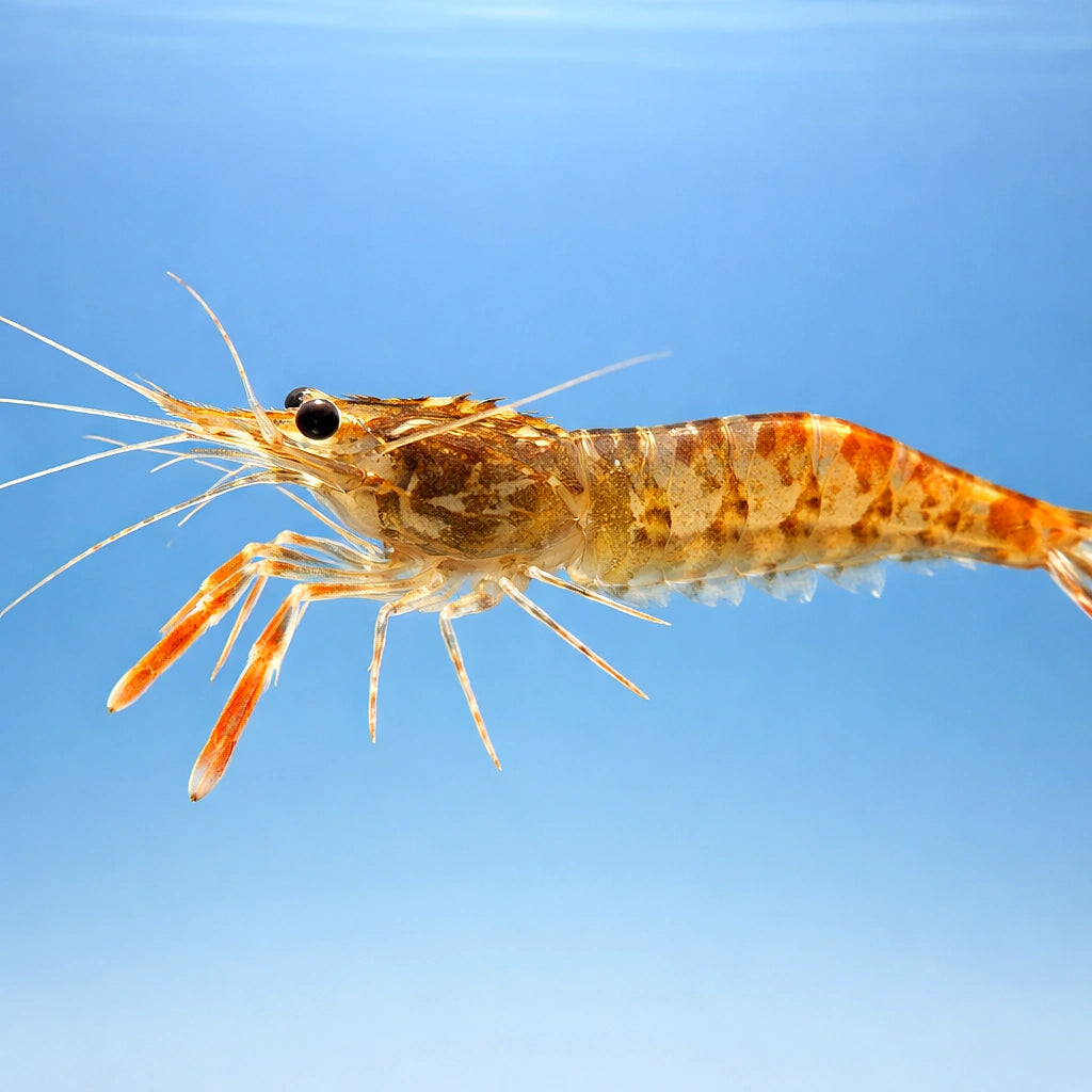 Kaira River Prawn — tropical fish for sale UK — AI side clean view