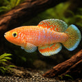 Kayuni — tropical fish for sale UK — AI hero driftwood view
