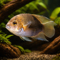  — tropical fish for sale UK — AI hero driftwood view