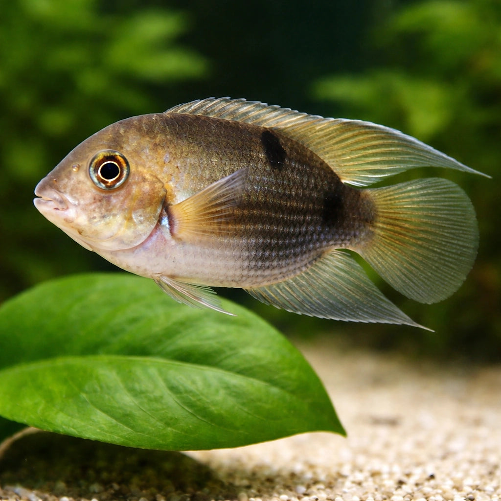  — tropical fish for sale UK — AI scale plant view