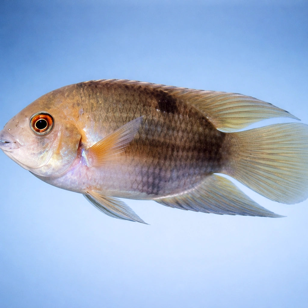  — tropical fish for sale UK — AI side clean view