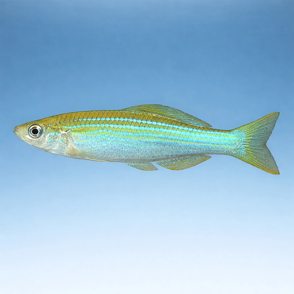 Tanganyika Killifish (Various Fundulopanchax, Lamprichthys spp.) - UK — Rare Tanganyika killifish with vivid colour and…