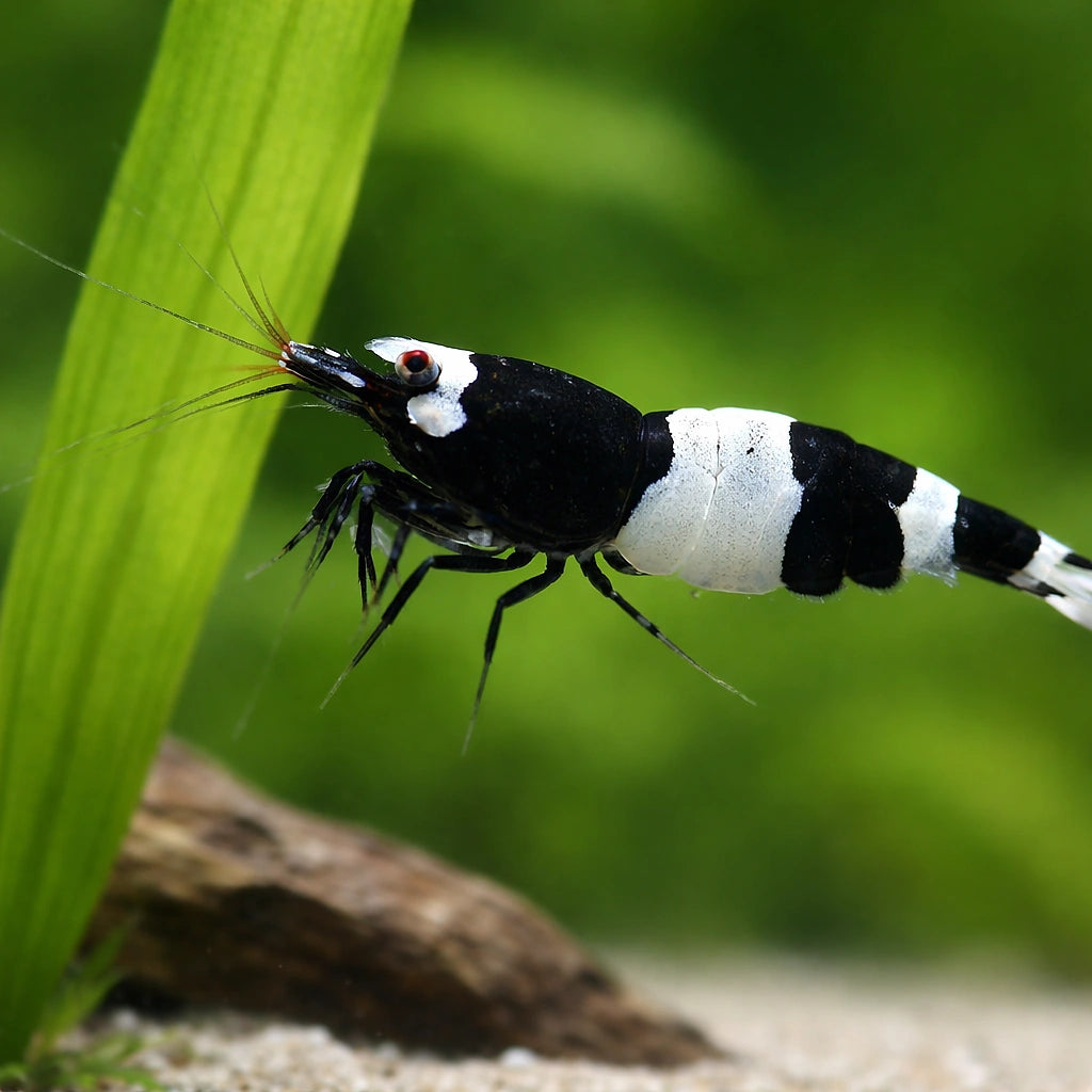 King Kong — Shrimp for sale UK — AI scale plant view