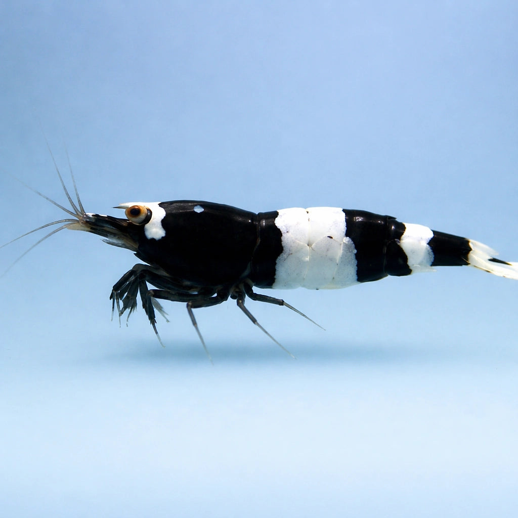 King Kong — Shrimp for sale UK — AI side clean view