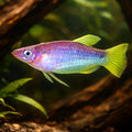 Knife Livebearer — tropical fish for sale UK — AI hero driftwood view