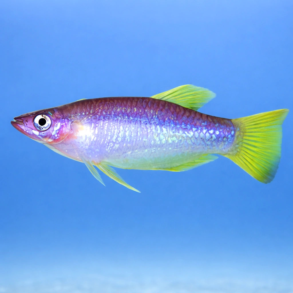 Knife Livebearer — tropical fish for sale UK — AI side clean view
